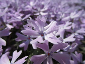 紫芝桜の写真